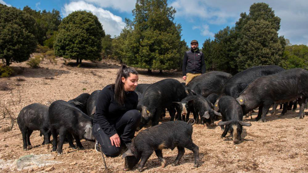Filet / Lonzu corse fermier