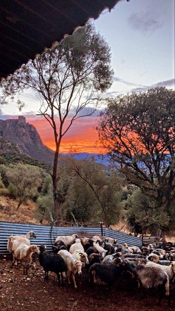 Monte Gozzi 2 - Alata - U Diceppu - Ethicorse