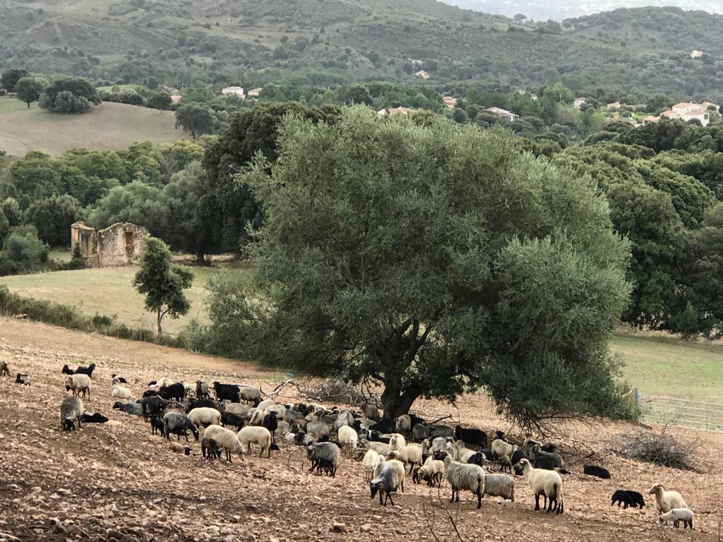 Troupeau 3 Brebis Corse - U Diceppu - Ethicorse