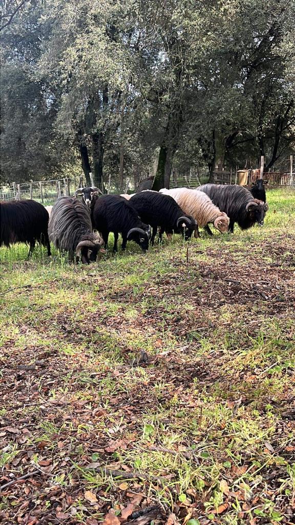 Troupeau Brebis Corse - U Diceppu - Ethicorse