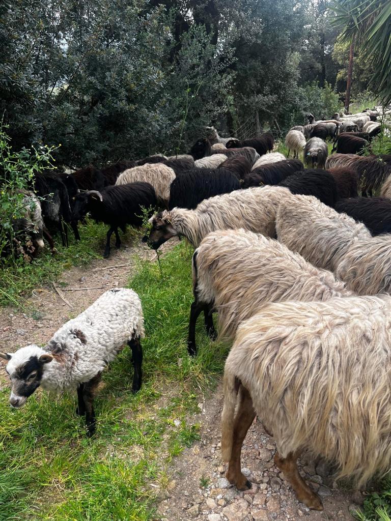 Troupeau Brebis Corse 4 - U Diceppu - Ethicorse