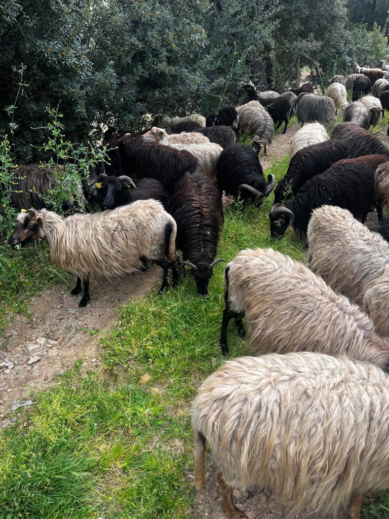 Troupeau Brebis Corse 3 - U Diceppu - Ethicorse