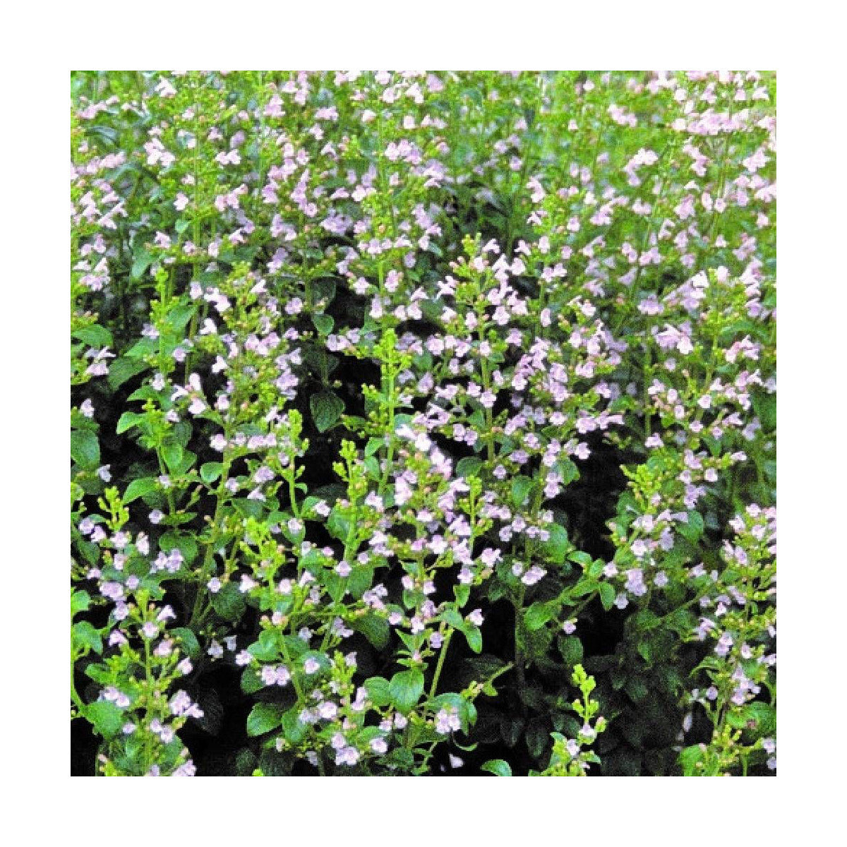 Huile Essentielle Calament Nepeta - Respirez ! -