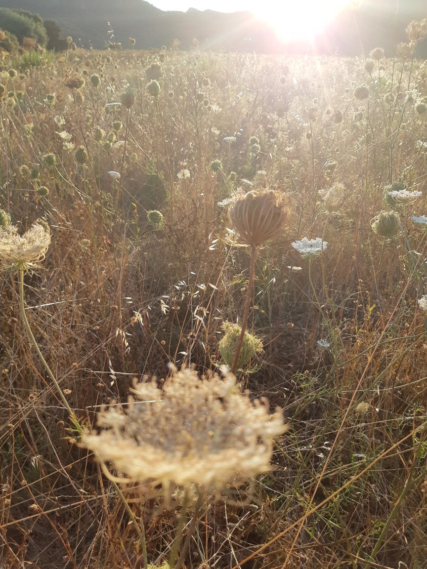 Huile Essentielle Carotte Sauvage BIO