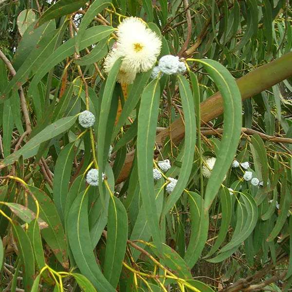 Huile Essentielle Eucalyptus Globulus BIO – Respirez ! –