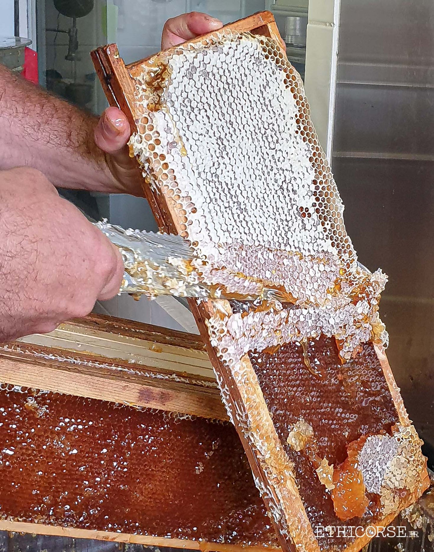 MIEL DE LA CHATAIGNERAIE - 125,250,400g - Sicretu d'Apa