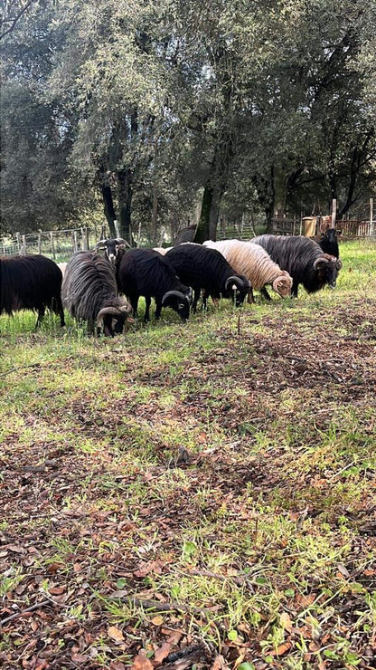 Troupeau Brebis Corse - U Diceppu - Ethicorse