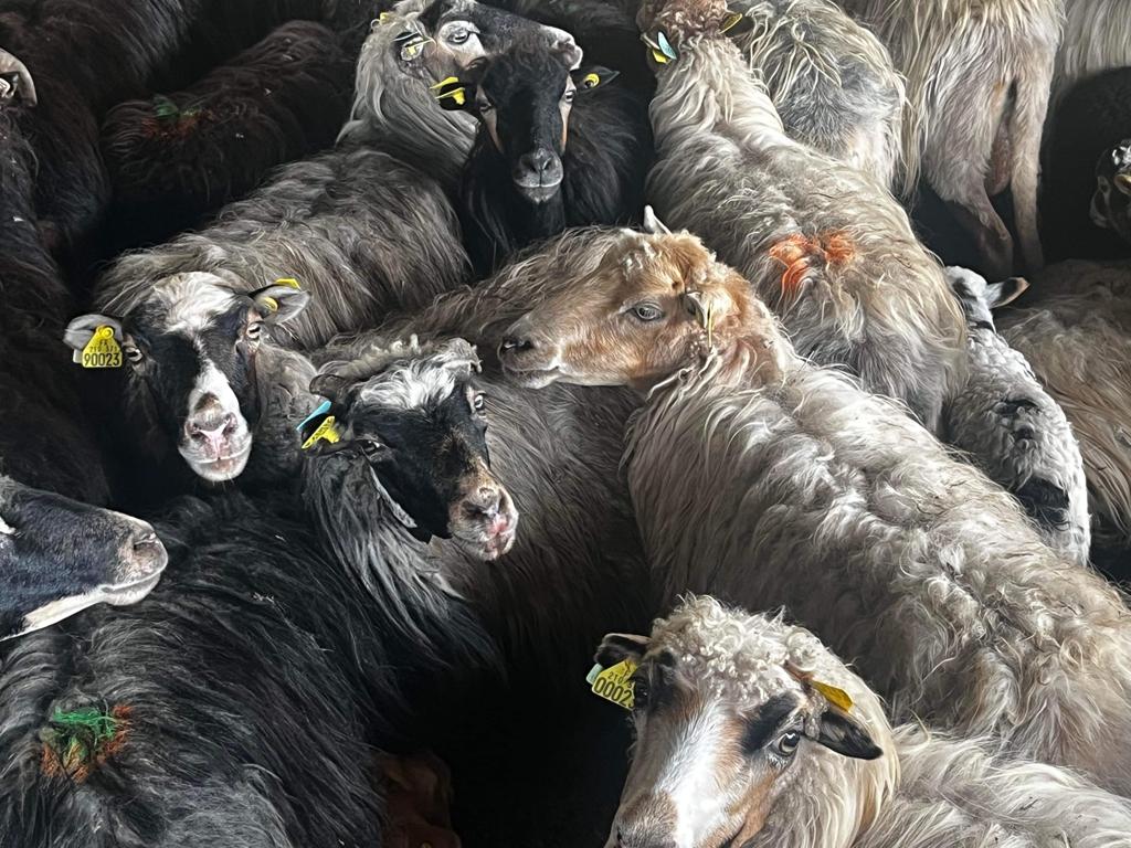 Troupeau Brebis Corse 5 - U Diceppu - Ethicorse