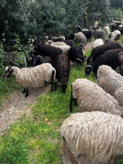 Troupeau Brebis Corse 3 - U Diceppu - Ethicorse