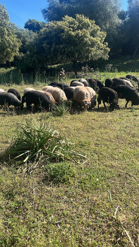 Troupeau Brebis Corse 2 - U Diceppu - Ethicorse