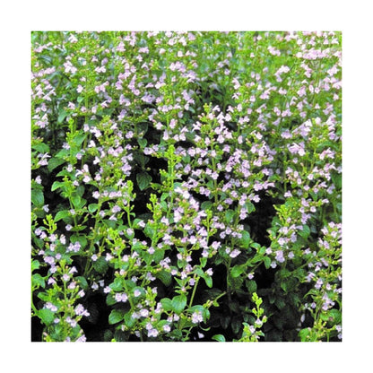 Huile Essentielle Calament Nepeta - Respirez ! -