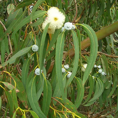 Huile Essentielle Eucalyptus Globulus BIO – Respirez ! –
